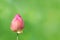 Lotus bud on nature green background, lotus pink close-up photos, lotus bud pink flower, beautiful buds pink nature