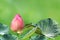 Lotus bud on nature green background, lotus pink close-up photos, lotus bud pink flower, beautiful buds pink nature