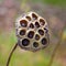 Lotus Bud and ripe Lotus seeds