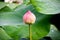 Lotus Bud Roseum Plenum and green leaf