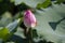 Lotus bud ,water lily bud in pink colour in pond