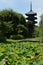 Lotus and buddhist tower in Japan