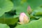 Lotus buds