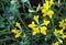 Lotus corniculatus (Birdfoot Deervetch)