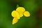 Lotus corniculatus . The name `bird`s foot` refers to the appearance of the seed pods on their stalk.