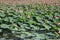 Lotus field in day light in vietnam