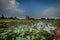 lotus field in thailand
