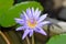 Lotus or florescent purple lotus