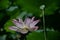 A lotus flower along with a lotus root in same frame