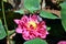 Lotus flower, aquatic decoration plant