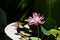 Lotus flower, aquatic decoration plant