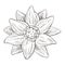 Lotus flower aquatic plant hand drawn sketch illustration