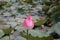 The lotus flower is beautiful and interesting to watch