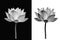 Lotus flower on black and white background