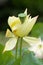 Lotus flower in bloom and Carpellary receptacle of lotus