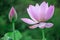 Lotus flower blooming