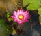 Lotus flower blooming on green leaf and water surface is considered a symbol of virtue. Belief has existed since the modern era.