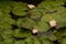 Lotus flower blooming in lilypad pond