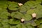 Lotus flower blooming in lilypad pond