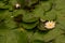 Lotus flower blooming in lilypad pond