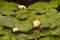 Lotus flower blooming in lilypad pond