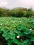 Lotus flower blooming on a pond of Japanese lotus garden.