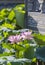 lotus flower blooming in summer pond