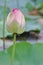 Lotus flower blooming in water, vertical, natural, nature, wallpaper