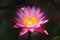 lotus flower on blur background.