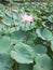 Lotus flower In the bogor botanical garden