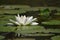 Lotus Flower at Bogor Botanical Gardens Indonesia