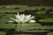 Lotus Flower at Bogor Botanical Gardens Indonesia