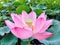 Lotus flower that brings us beauty, serenity, connection and spirituality.