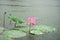 A lotus flower and a bud are in the river when it is raining