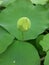 The lotus flower buds were still green, however, they did not detract from their beauty.