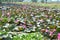 Lotus flower cultivation in Bhopal