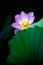 A lotus flower in the dark corner.