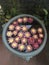 Lotus flower decoration. Lots of blooming purple red and yellow water lily flowers swims in a big flowerpot