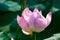 The lotus flower and dewdrop