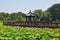 Lotus Flower Festival in Yuanmingyuan Park