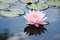 lotus flower floating on serene pond surface