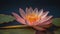 Lotus flower floating on tranquil pond symbolizes spirituality and growth generated by AI