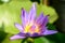 Lotus flower, Focus on Gaysorn
