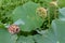 Lotus flower and fruit receptacle in the summer lotus field.