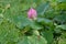 Lotus flower and fruit receptacle in the summer lotus field.