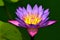 Lotus Flower, in full bloom