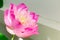 Lotus flower in full bloom, symbolizing religion, buddhism, purity, serenity, zen, the summer season, buddha, enlightenment, bliss