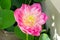 Lotus flower in full bloom, symbolizing religion, buddhism, purity, serenity, zen, the summer season, buddha, enlightenment, bliss