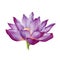 Lotus flower in a full bloom watercolor illustration. Purple water lilly blossom botanical image. Zen and meditation calm symbol