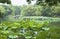 Lotus flower in Hangzhou West Lake